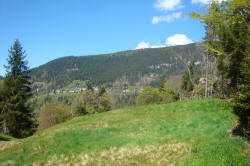Bergwiese